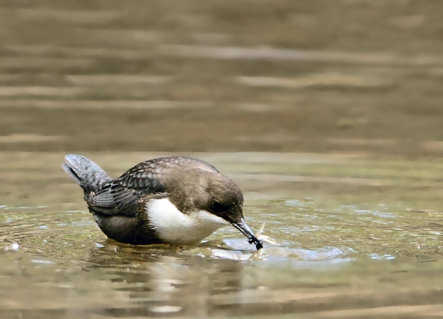 White-throated Dipper