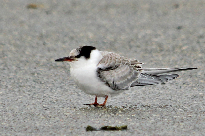 Arctic Tern
