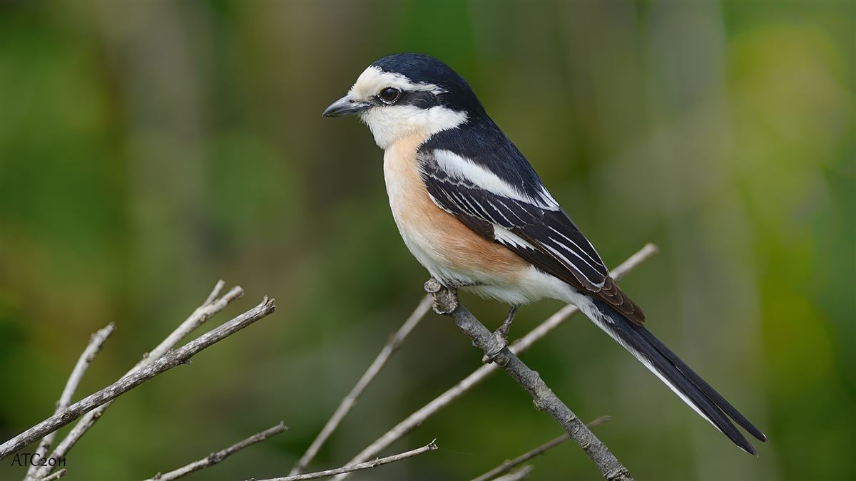 Masked Shrike