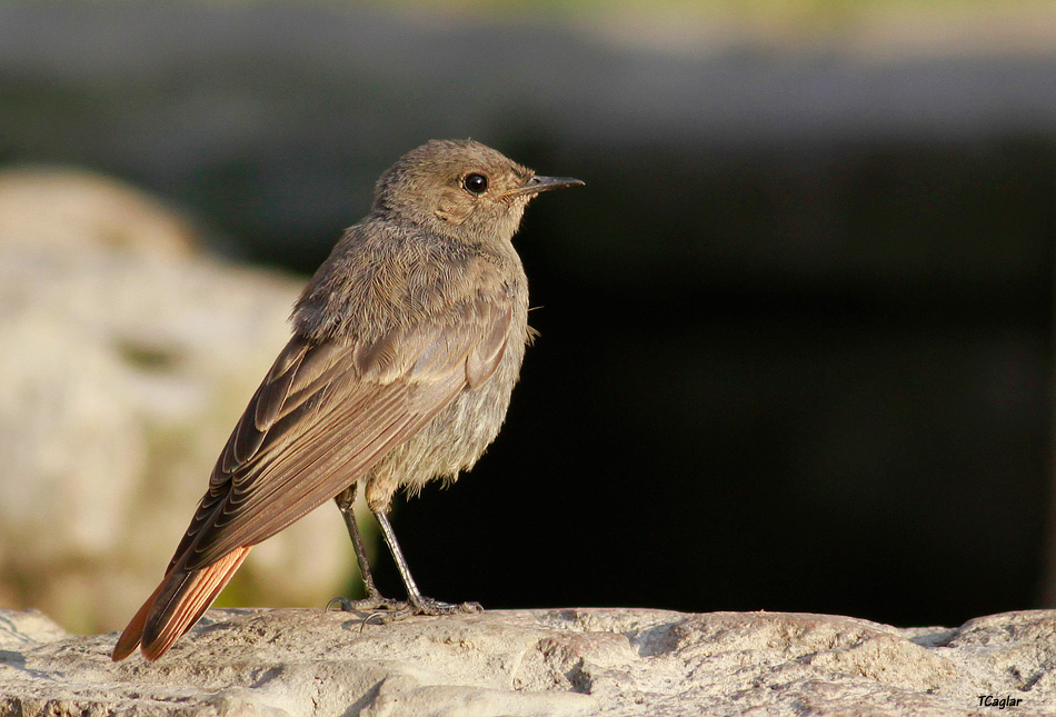 Black Redstart