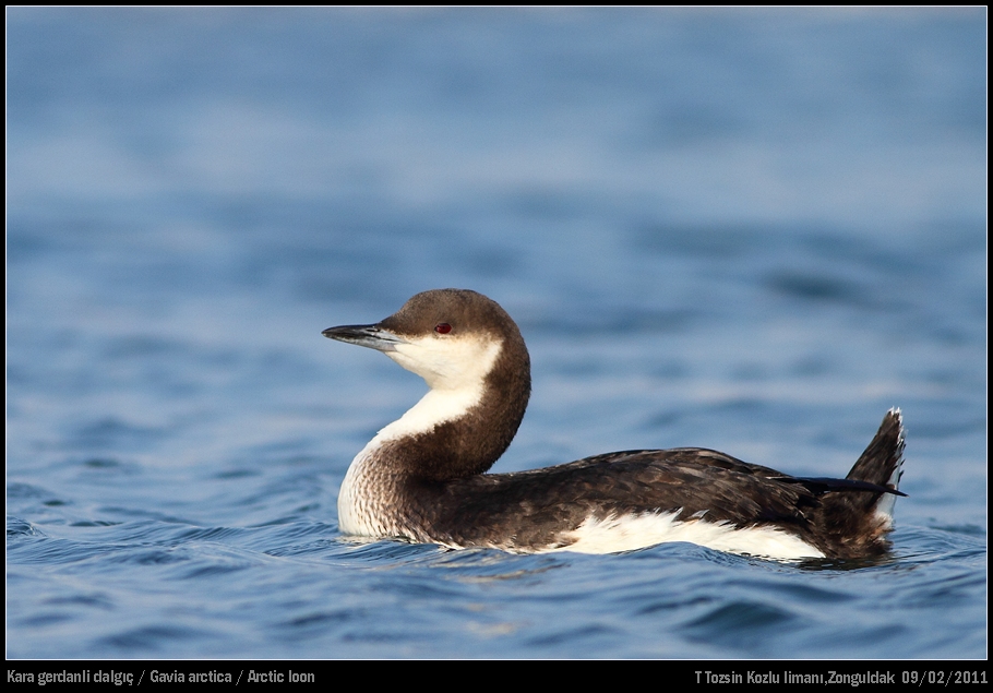 Black-throated Loon
