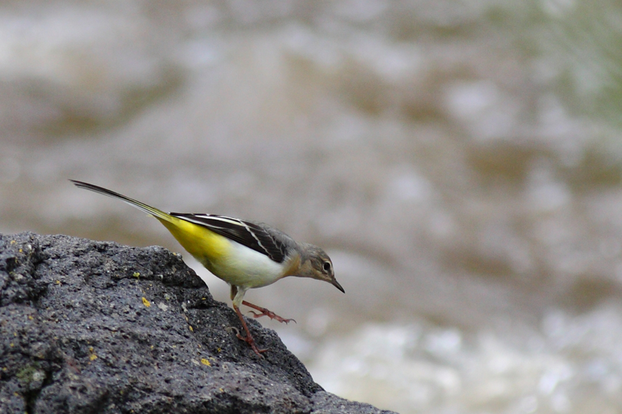 Grey Wagtail