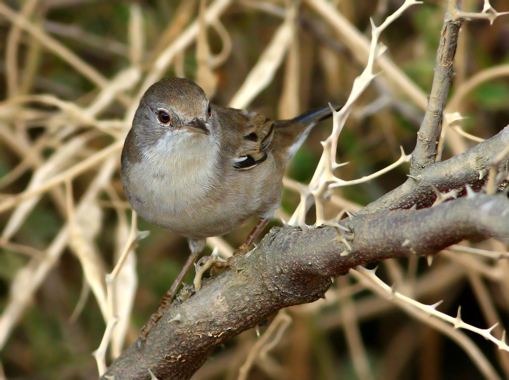 Menetries`s Warbler