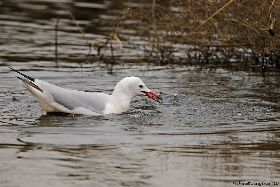 Slender-billed Gull