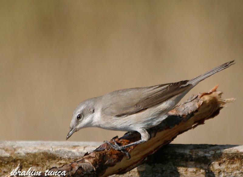 Lesser Whitethroat