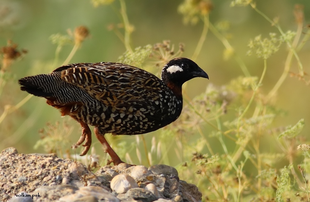 Black Francolin