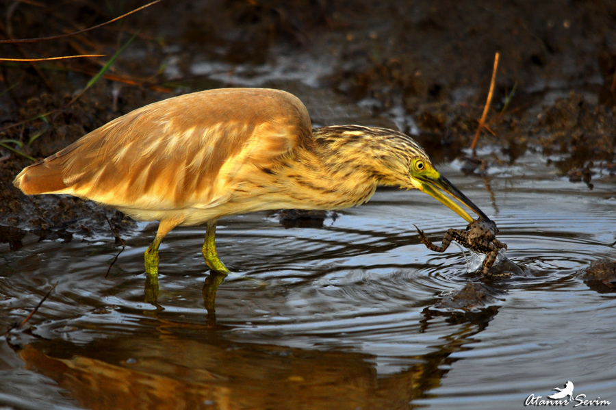 Squacco Heron