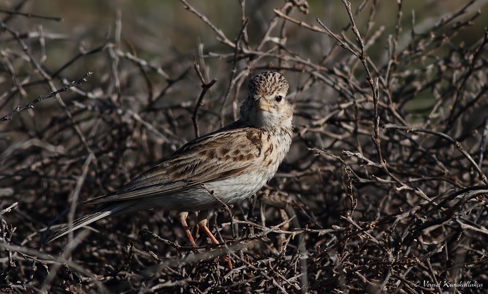 Turkestan Short-toed Lark