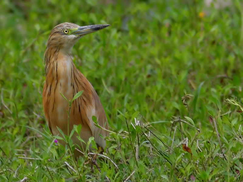 Squacco Heron