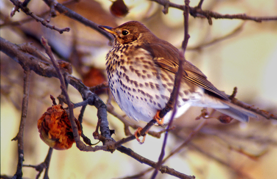 Song Thrush
