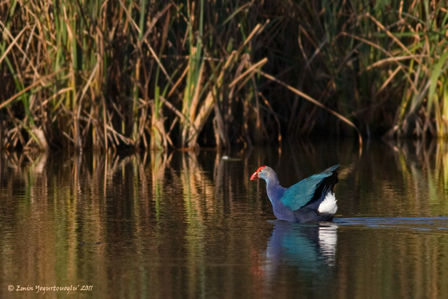 Grey-headed Swamphen