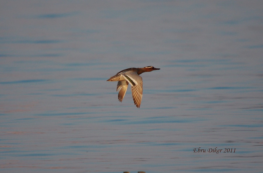 Garganey