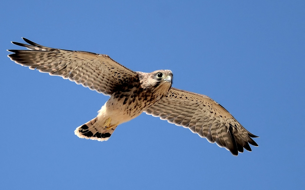 Common Kestrel