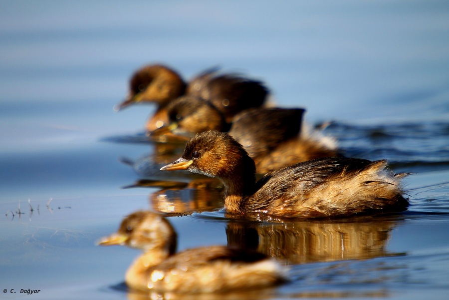 Little Grebe