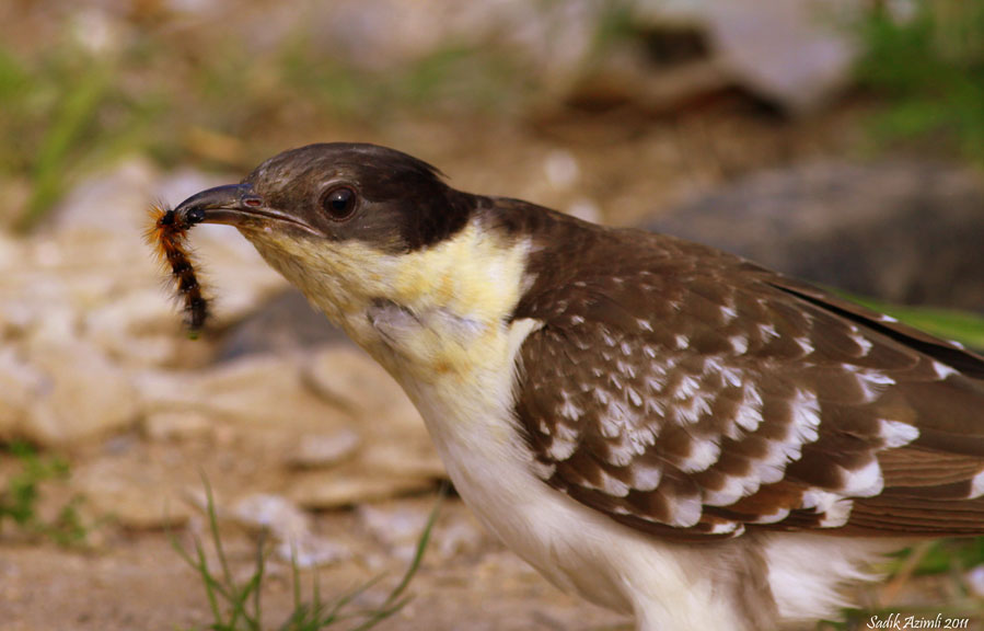 Great Spotted Cuckoo