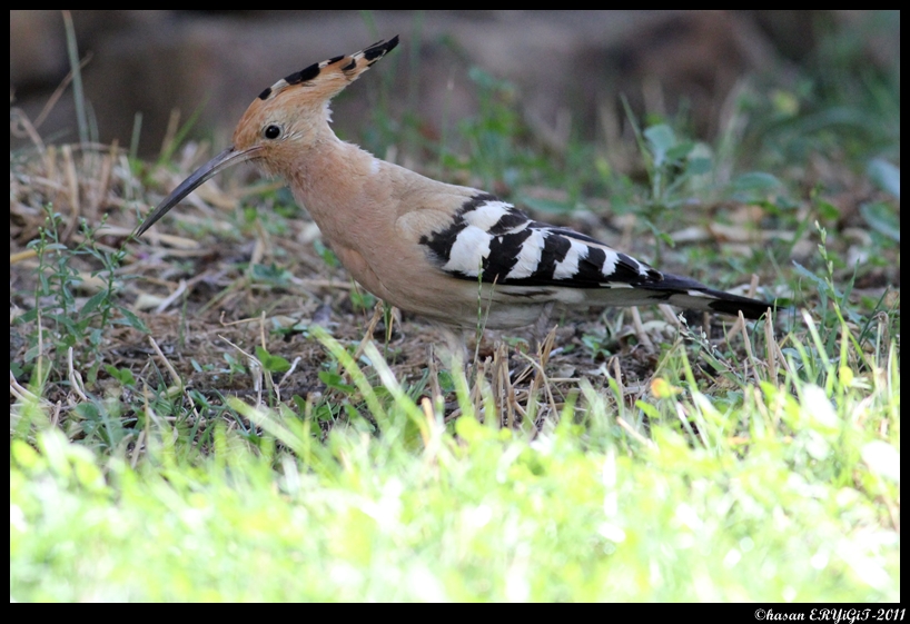 Common Hoopoe