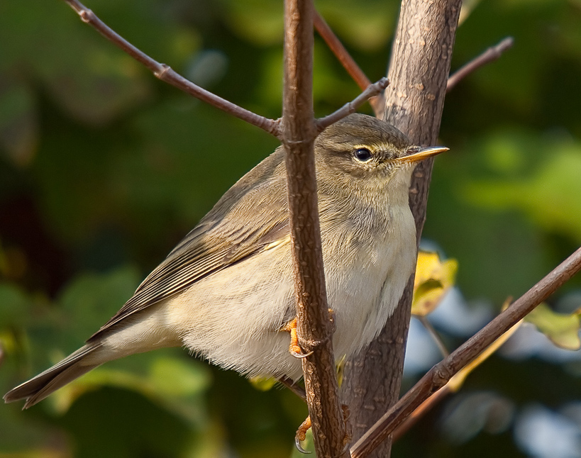 Willow Warbler