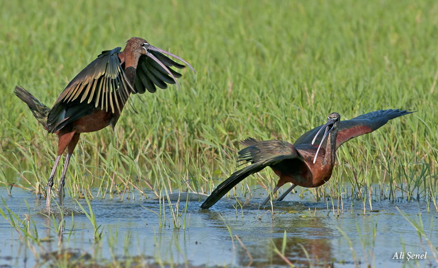 Glossy Ibis