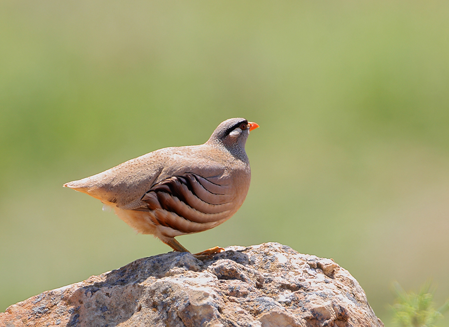 See-see Partridge