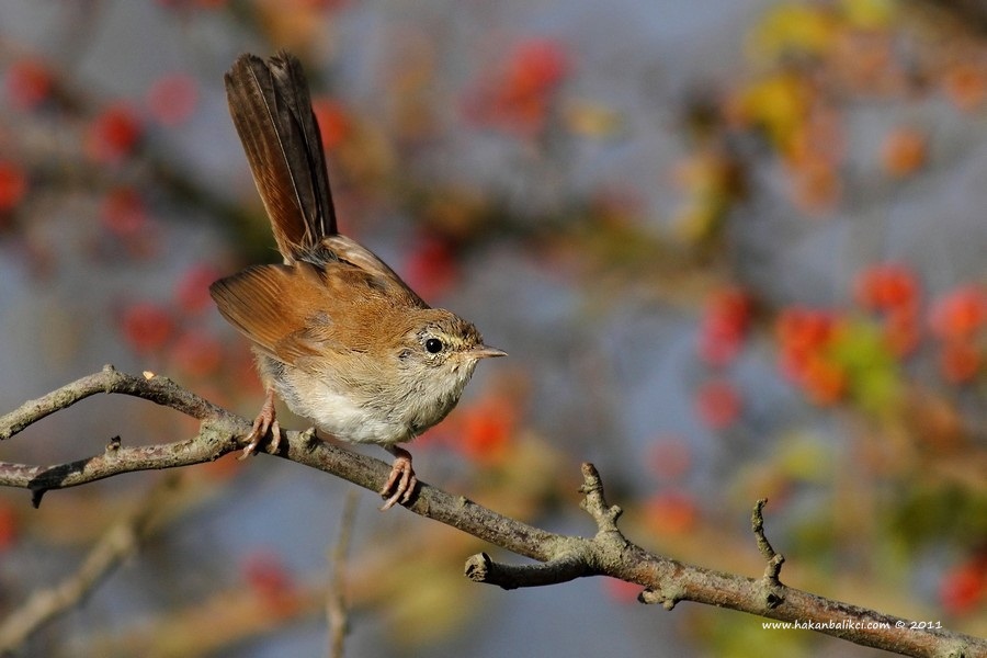 Cetti`s Warbler