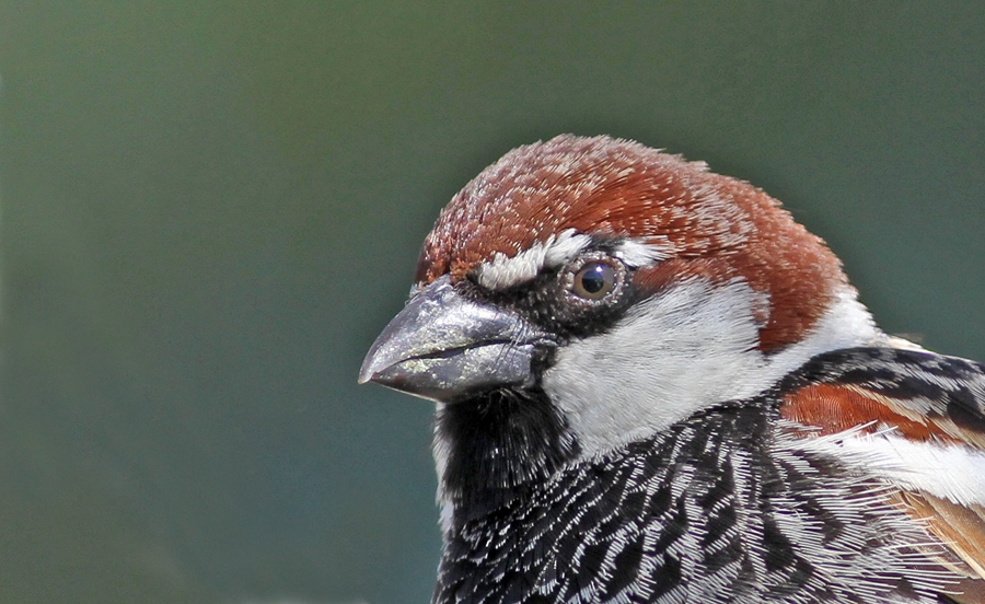 Spanish Sparrow