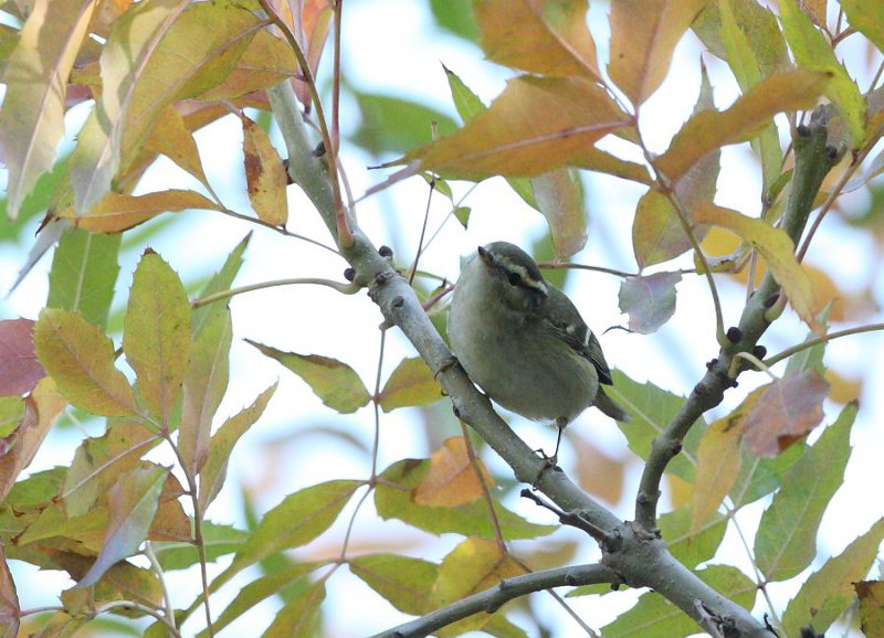 Yellow-browed Warbler