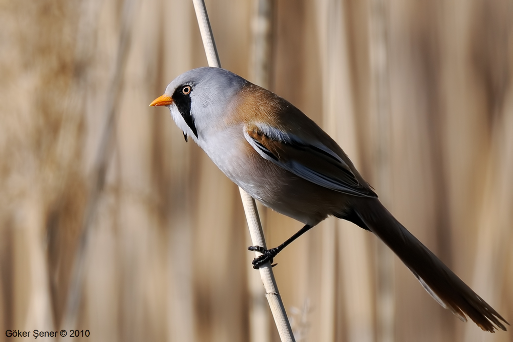 Bearded Reedling