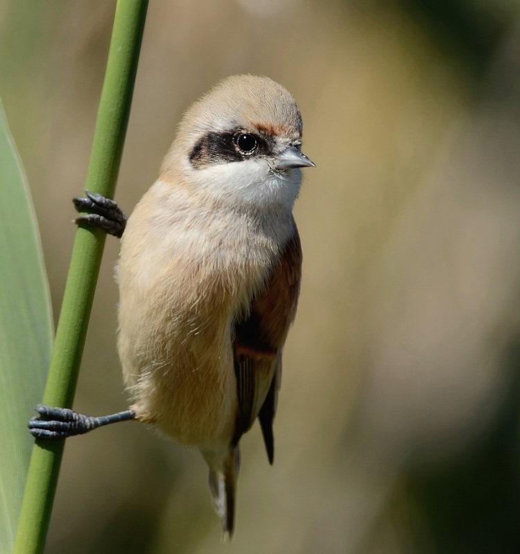 Eurasian Penduline Tit