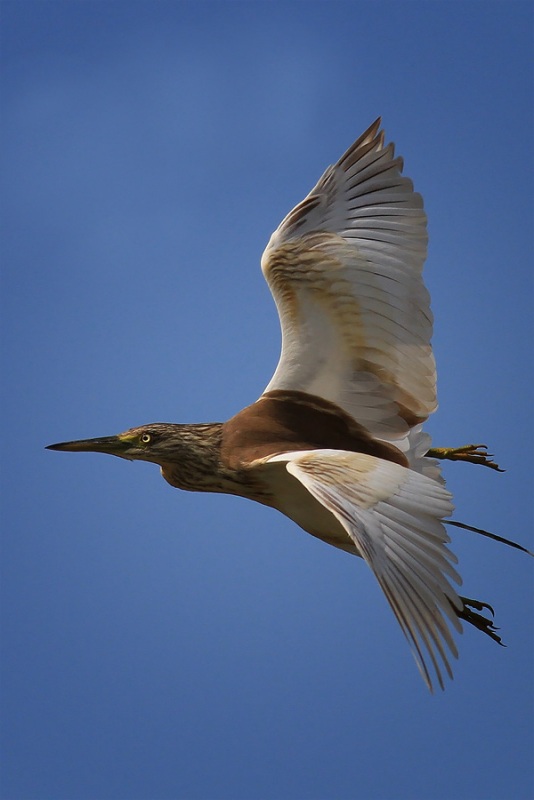 Squacco Heron