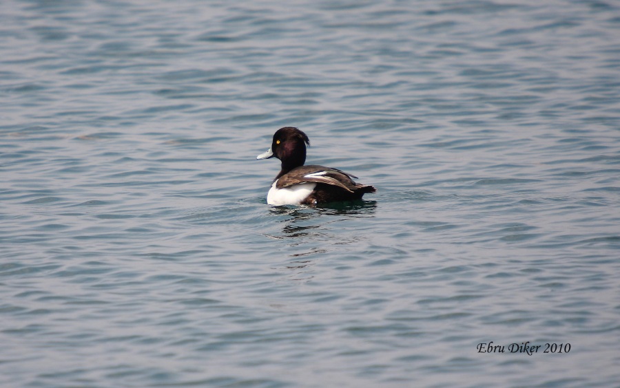 Tufted Duck