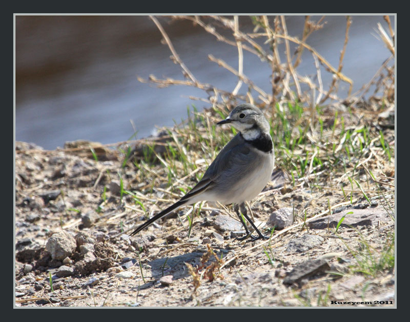 White Wagtail