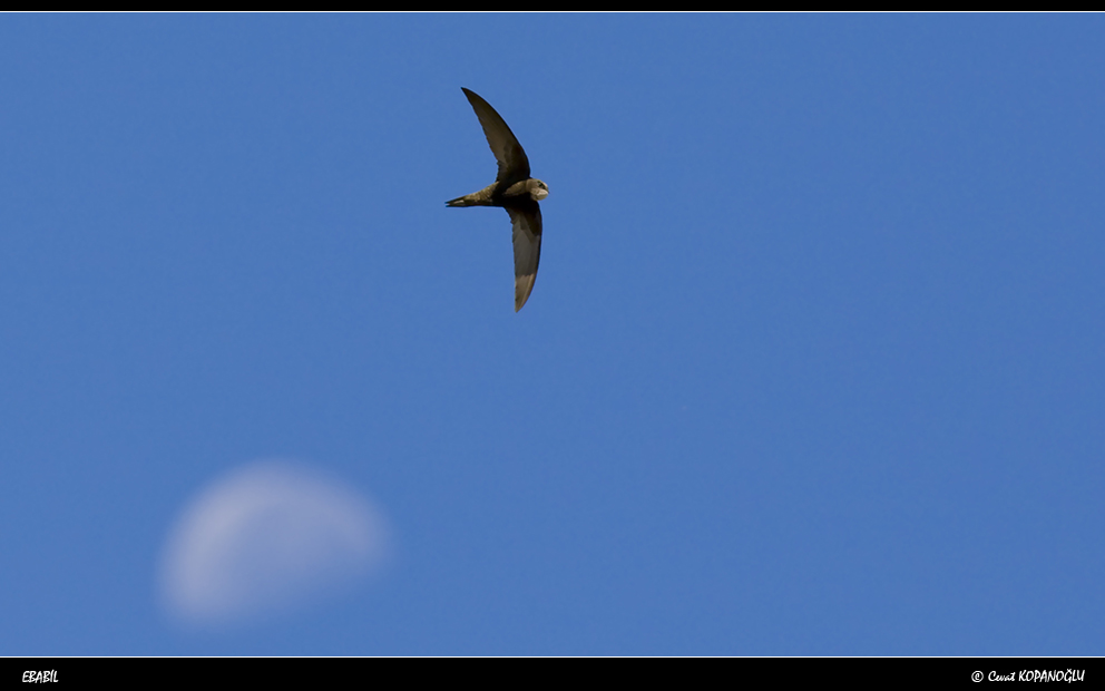 Common Swift