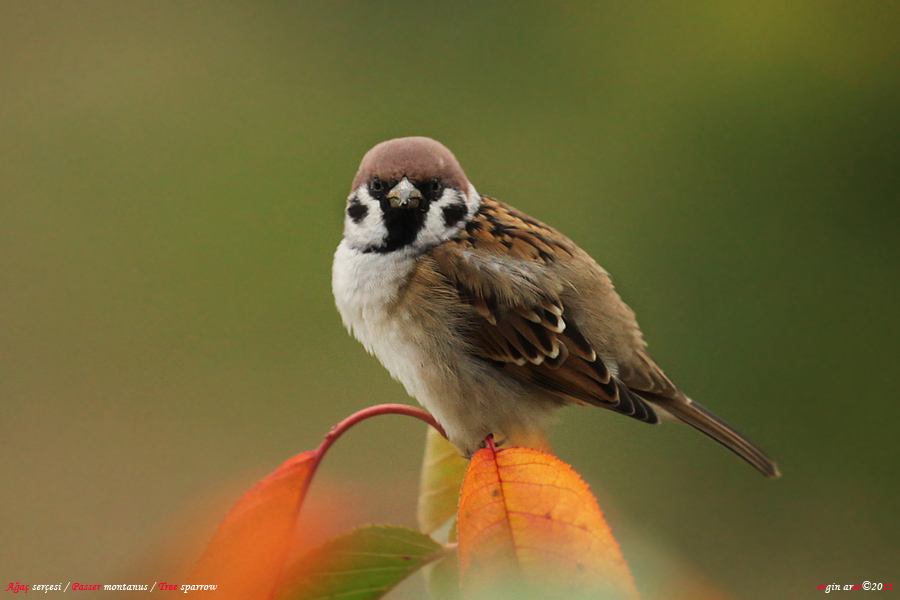 Eurasian Tree Sparrow