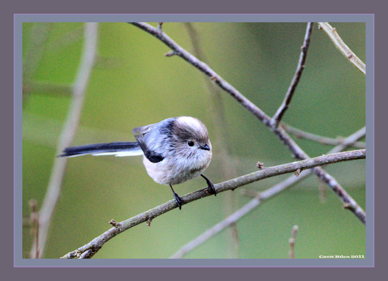 Long-tailed Tit