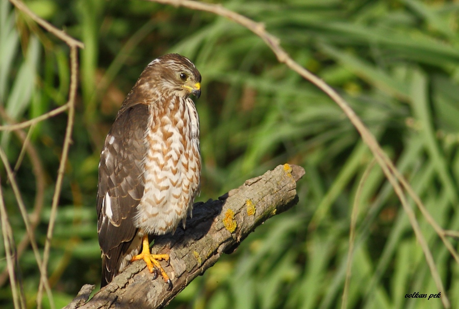 Levant Sparrowhawk