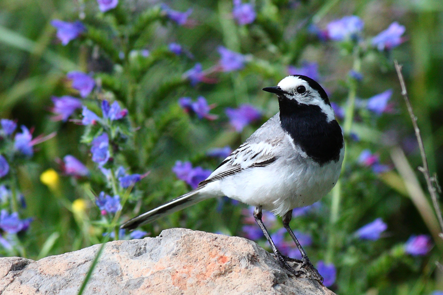 White Wagtail