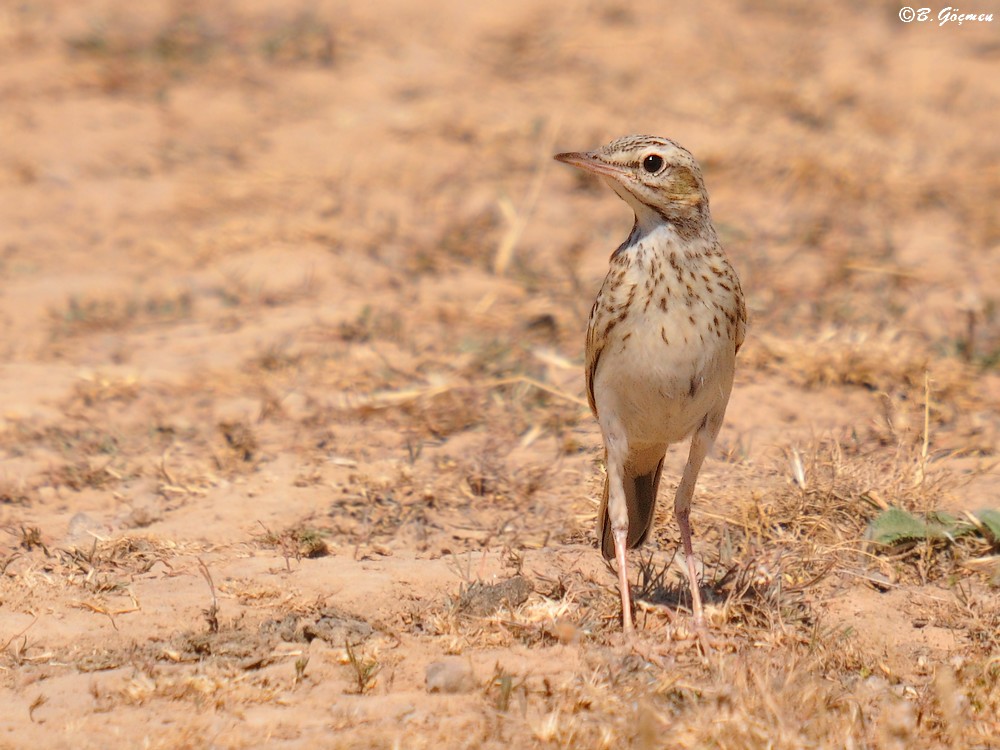 Tawny Pipit