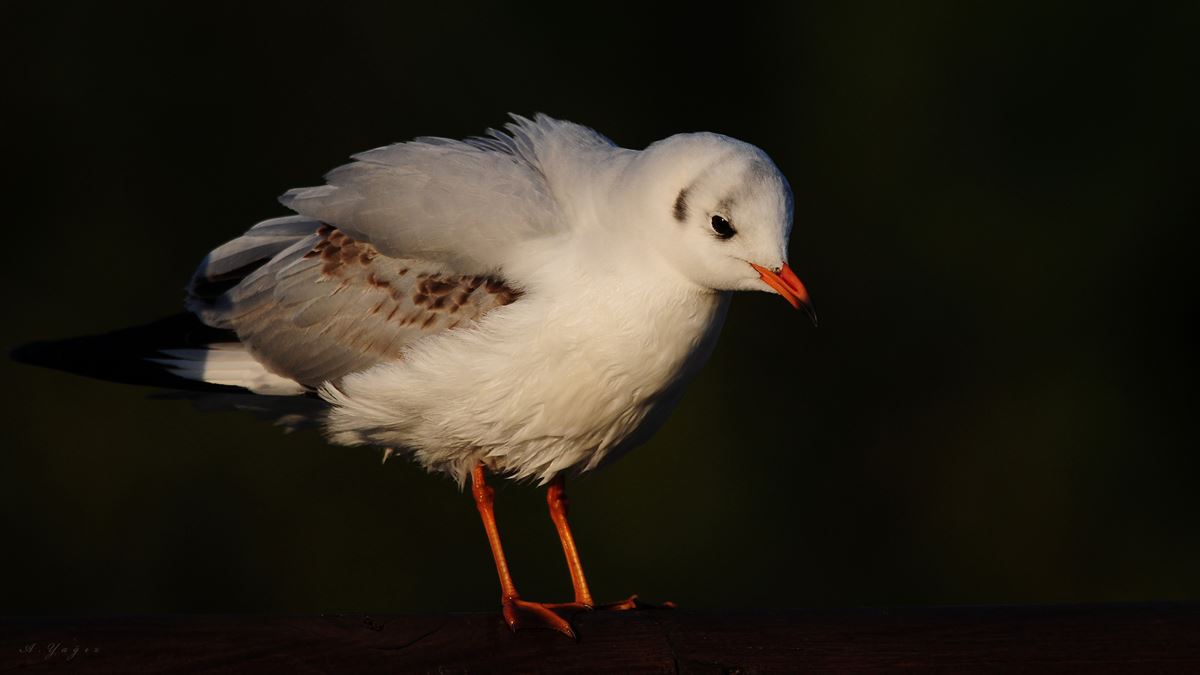 Black-headed Gull