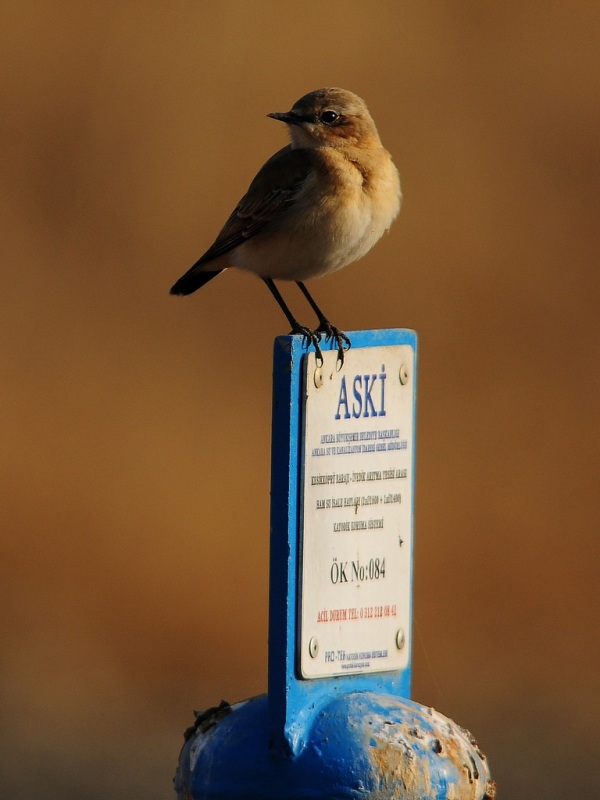 Northern Wheatear
