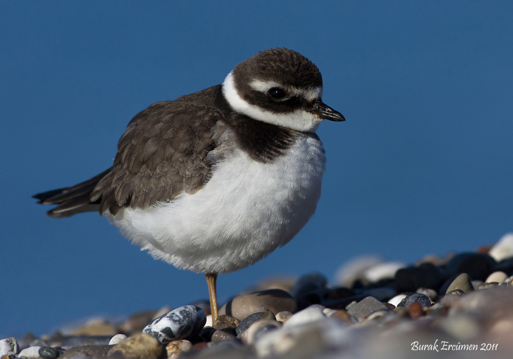 Common Ringed Plover