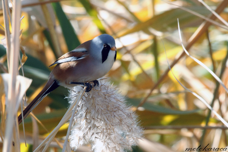 Bearded Reedling
