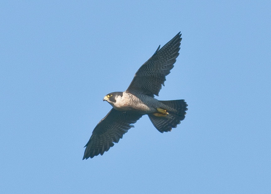 Peregrine Falcon