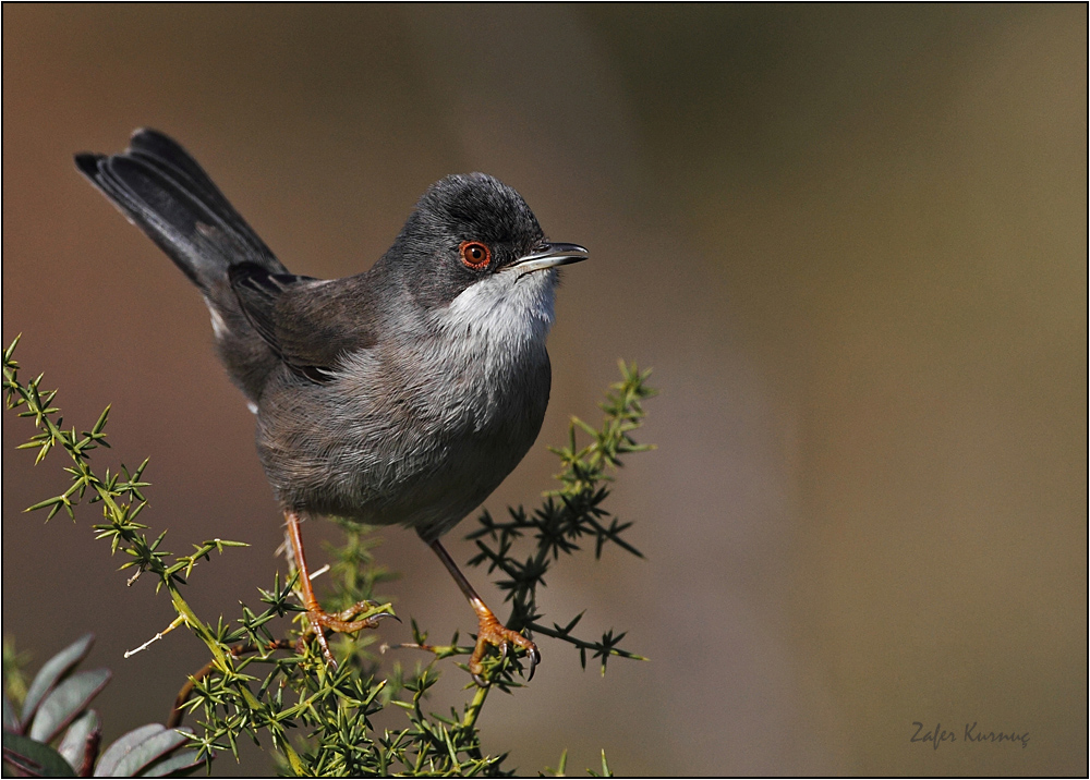Sardinian Warbler