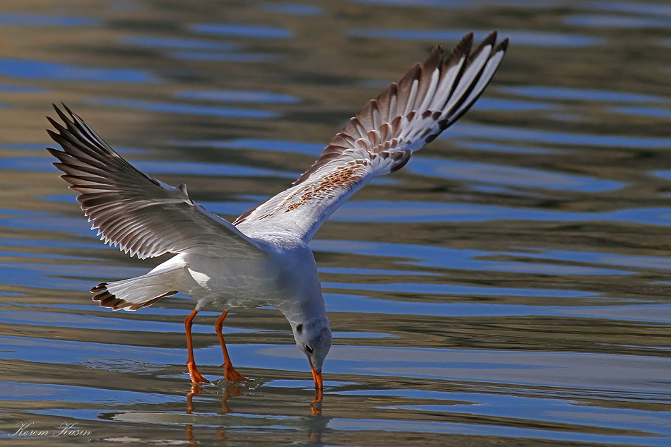Black-headed Gull