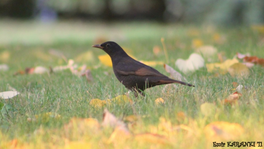 Common Blackbird
