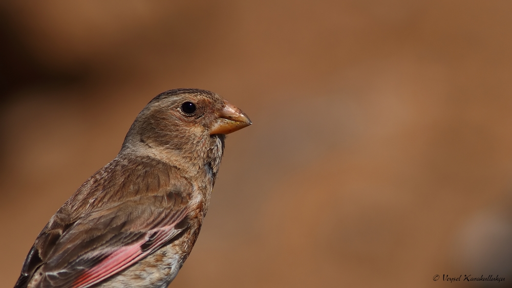 Crimson-winged Finch