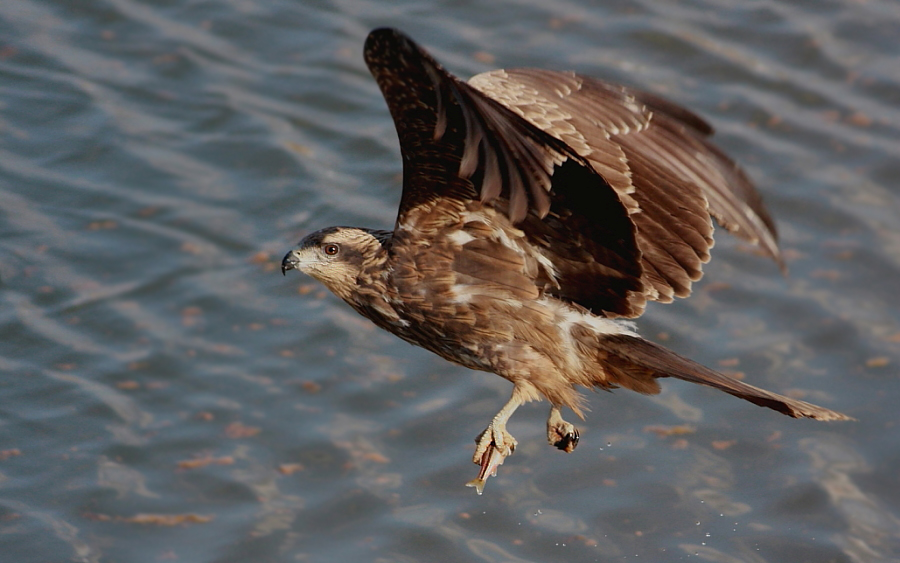 Black Kite