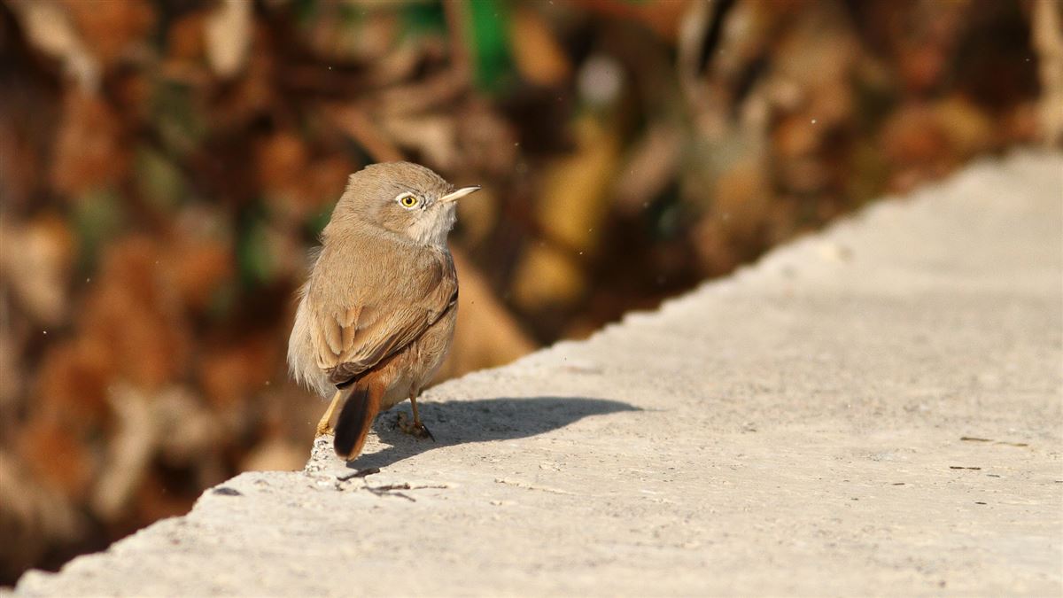 Asian Desert Warbler