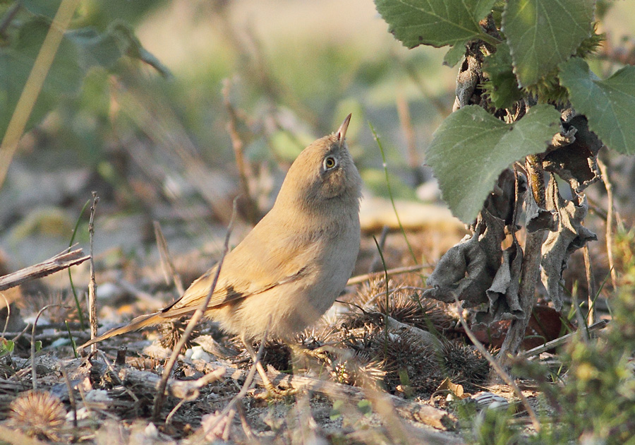Asian Desert Warbler