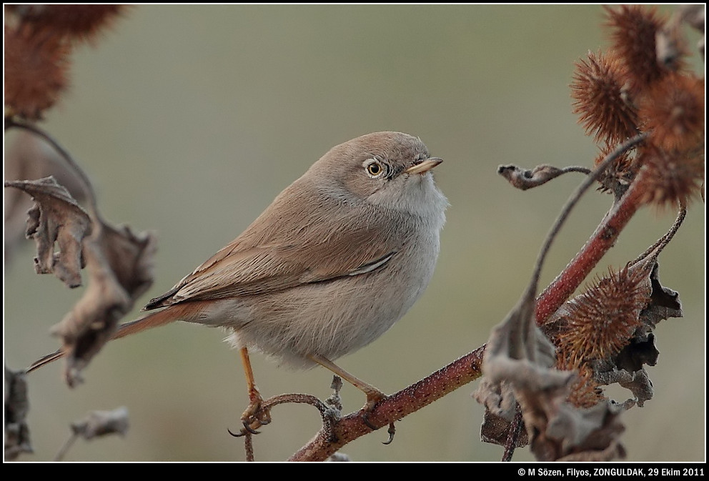 Asian Desert Warbler